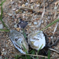 Hydromys chrysogaster at Mongarlowe, NSW - 13 Oct 2020