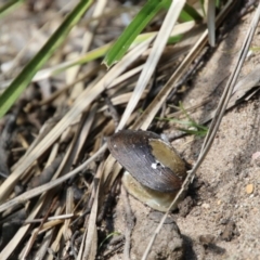 Hydromys chrysogaster at Mongarlowe, NSW - 13 Oct 2020