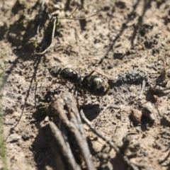 Iridomyrmex purpureus (Meat Ant) at Majura, ACT - 12 Oct 2020 by Alison Milton