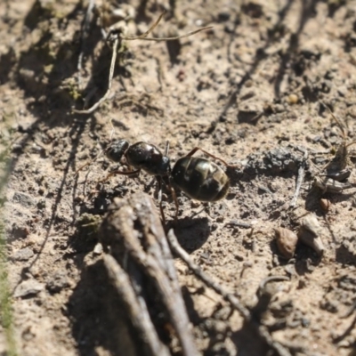Iridomyrmex purpureus (Meat Ant) at Majura, ACT - 12 Oct 2020 by AlisonMilton