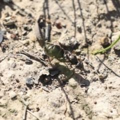 Iridomyrmex purpureus at Majura, ACT - 12 Oct 2020