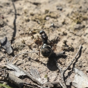 Iridomyrmex purpureus at Majura, ACT - 12 Oct 2020