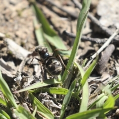 Iridomyrmex purpureus at Majura, ACT - 12 Oct 2020