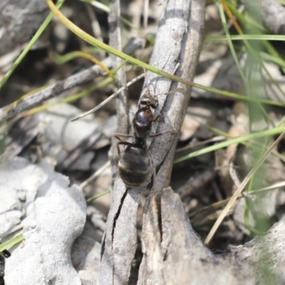 Iridomyrmex purpureus (Meat Ant) at Majura, ACT - 12 Oct 2020 by AlisonMilton