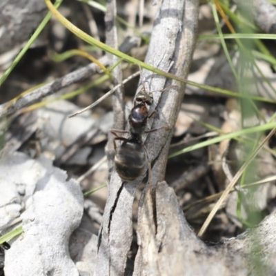 Iridomyrmex purpureus (Meat Ant) at Mount Ainslie - 12 Oct 2020 by AlisonMilton