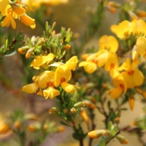 Pultenaea altissima at Mongarlowe, NSW - suppressed