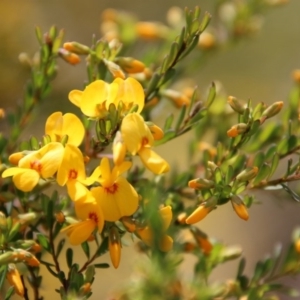 Pultenaea altissima at Mongarlowe, NSW - suppressed