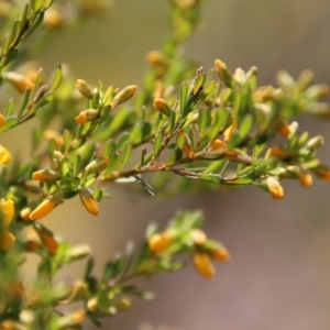 Pultenaea altissima at Mongarlowe, NSW - suppressed