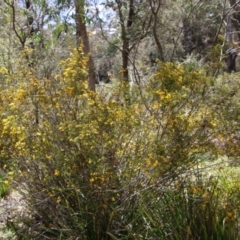 Pultenaea altissima at Mongarlowe, NSW - suppressed