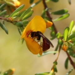 Exoneura sp. (genus) (A reed bee) at QPRC LGA - 13 Oct 2020 by LisaH