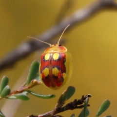 Paropsisterna nobilitata (Leaf beetle, Button beetle) at Mongarlowe, NSW - 13 Oct 2020 by LisaH