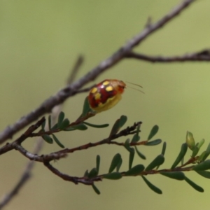 Paropsisterna nobilitata at Mongarlowe, NSW - 13 Oct 2020
