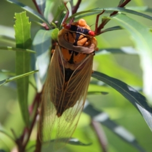 Cyclochila australasiae at Mongarlowe, NSW - suppressed