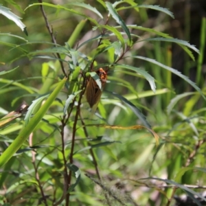 Cyclochila australasiae at Mongarlowe, NSW - suppressed