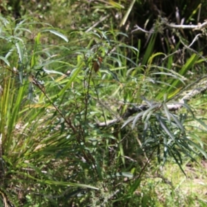 Cyclochila australasiae at Mongarlowe, NSW - suppressed