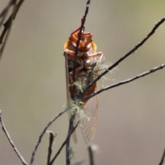 Cyclochila australasiae at Mongarlowe, NSW - suppressed