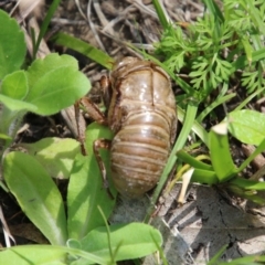 Cyclochila australasiae at Mongarlowe, NSW - suppressed