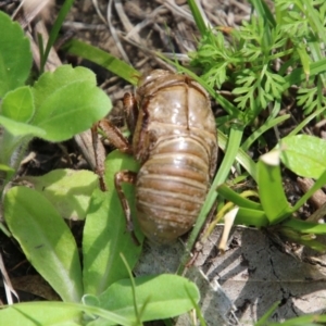 Cyclochila australasiae at Mongarlowe, NSW - suppressed