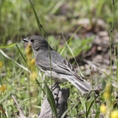 Pachycephala rufiventris (Rufous Whistler) at Majura, ACT - 12 Oct 2020 by AlisonMilton