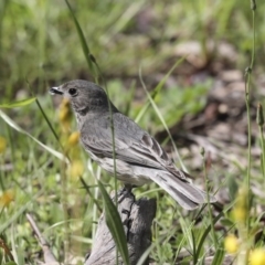 Pachycephala rufiventris (Rufous Whistler) at Mount Ainslie - 12 Oct 2020 by Alison Milton