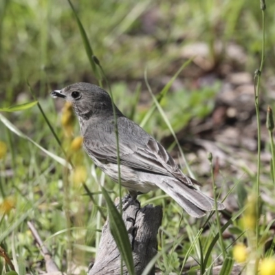 Pachycephala rufiventris (Rufous Whistler) at Majura, ACT - 12 Oct 2020 by AlisonMilton