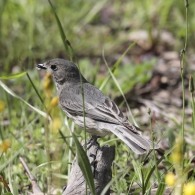 Pachycephala rufiventris (Rufous Whistler) at Mount Ainslie - 12 Oct 2020 by AlisonMilton