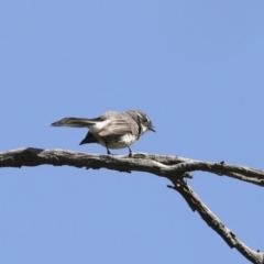 Rhipidura albiscapa (Grey Fantail) at Majura, ACT - 12 Oct 2020 by AlisonMilton