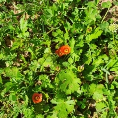 Modiola caroliniana (Red-flowered Mallow) at Russell, ACT - 14 Oct 2020 by acjsz