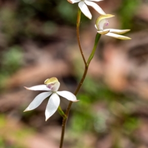 Caladenia moschata at Penrose, NSW - suppressed