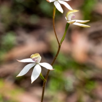 Caladenia moschata (Musky Caps) at Wingecarribee Local Government Area - 14 Oct 2020 by Aussiegall