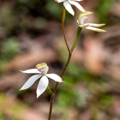 Caladenia moschata (Musky Caps) at Penrose, NSW - 14 Oct 2020 by Aussiegall