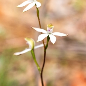 Caladenia moschata at Penrose, NSW - 14 Oct 2020