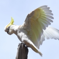 Cacatua galerita (Sulphur-crested Cockatoo) at Acton, ACT - 11 Oct 2020 by TimL