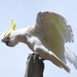 Cacatua galerita at Acton, ACT - 11 Oct 2020 11:31 AM