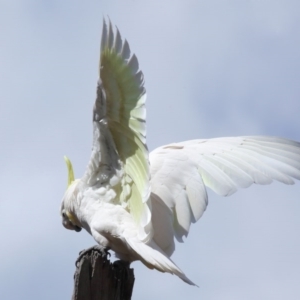 Cacatua galerita at Acton, ACT - 11 Oct 2020