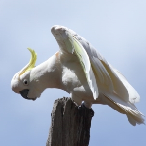 Cacatua galerita at Acton, ACT - 11 Oct 2020