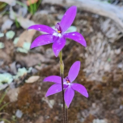 Glossodia major (Wax Lip Orchid) at Sutton, NSW - 14 Oct 2020 by Talie