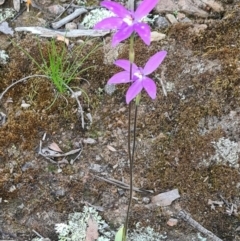 Glossodia major at Sutton, NSW - suppressed