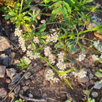 Poranthera microphylla (Small Poranthera) at Sutton, NSW - 14 Oct 2020 by Talie