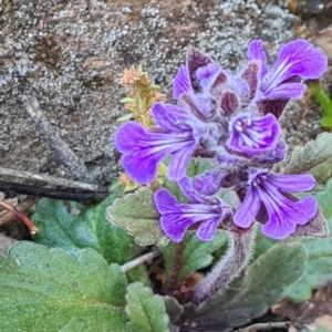 Ajuga australis at Sutton, NSW - 14 Oct 2020