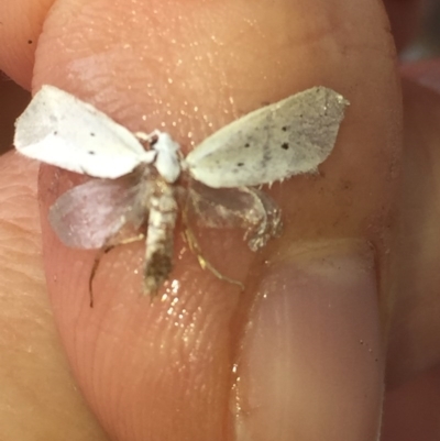 Unidentified Moth (Lepidoptera) at Aranda, ACT - 14 Oct 2020 by Jubeyjubes