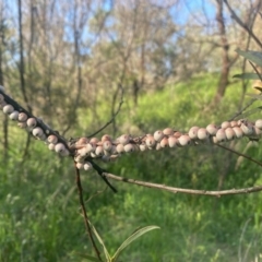 Cryptes baccatus (Wattle Tick Scale) at Theodore, ACT - 13 Oct 2020 by Shazw