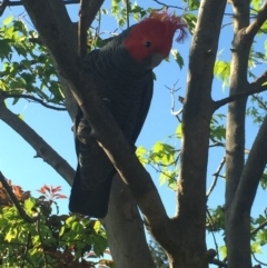 Callocephalon fimbriatum (Gang-gang Cockatoo) at Aranda, ACT - 14 Oct 2020 by Jubeyjubes