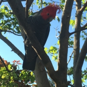 Callocephalon fimbriatum at Aranda, ACT - 14 Oct 2020