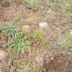 Vittadinia muelleri (Narrow-leafed New Holland Daisy) at Tuggeranong Hill - 14 Oct 2020 by jamesjonklaas