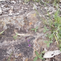 Glycine tabacina (Variable Glycine) at Tuggeranong Hill - 14 Oct 2020 by jamesjonklaas