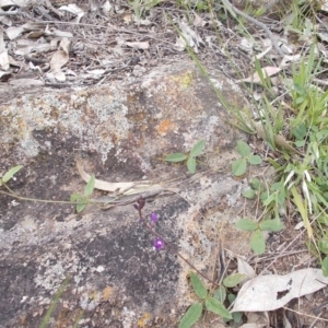 Glycine tabacina at Calwell, ACT - 14 Oct 2020