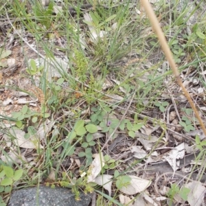 Glycine tabacina at Calwell, ACT - 14 Oct 2020 12:50 PM