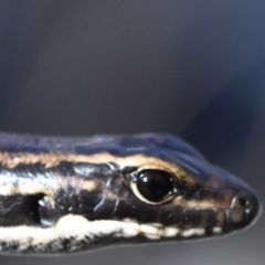 Eulamprus heatwolei (Yellow-bellied Water Skink) at Cotter River, ACT - 10 Oct 2020 by BrianHerps