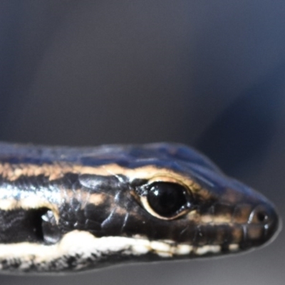 Eulamprus heatwolei (Yellow-bellied Water Skink) at Cotter River, ACT - 11 Oct 2020 by BrianLR
